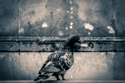 Close-up of bird perching outdoors