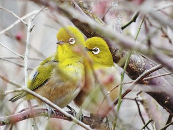 Close-up of bird perching on branch