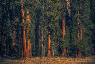 Pine trees in forest during autumn