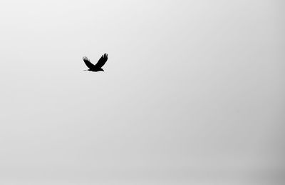 Low angle view of silhouette bird flying against clear sky