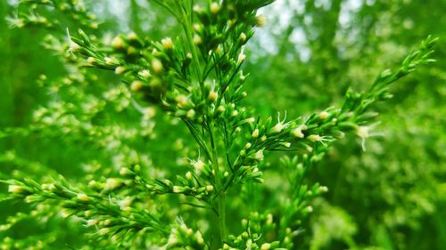 Close-up of leaves against blurred background
