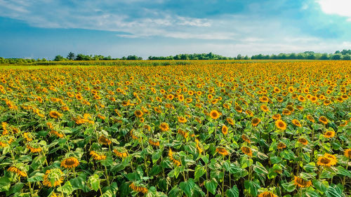 Scenic view of sunflower field against sky