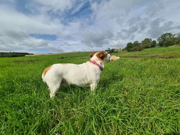 Dog in a field