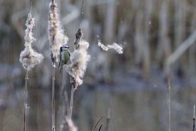 Close-up of bluetit  on cattail