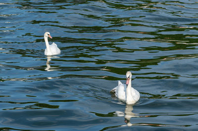 High angle view of birds swimming in lake