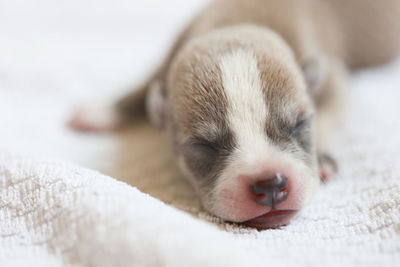 Close-up of dog sleeping