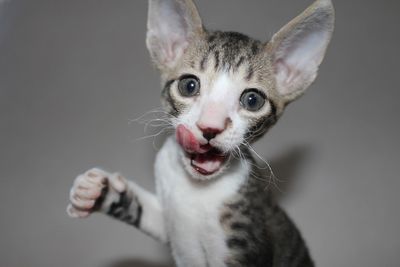 Cornish rex kitten 