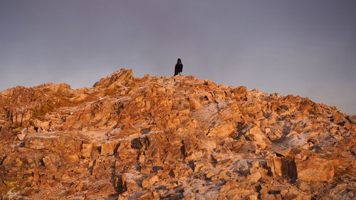 Low angle view of bird perching on rock