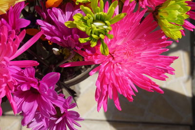 Close-up of pink flowers