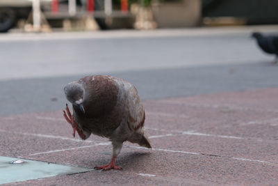 Close-up of bird on the wall