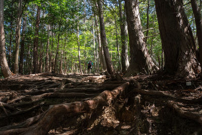 Trees in forest