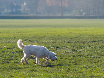 Sheep in a field