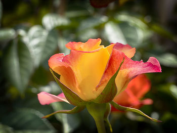 Close-up of rose plant