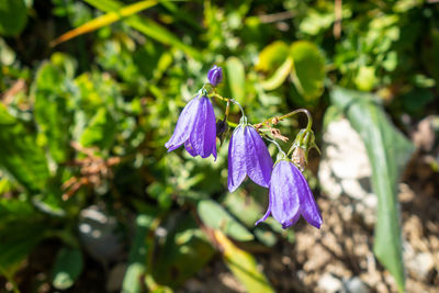 Close-up of purple flowering plant