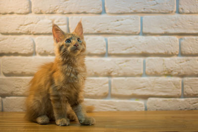 Portrait of cat against wall