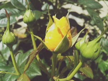 Close-up of yellow flowering plant