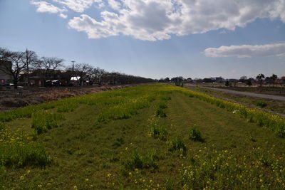 Scenic view of agricultural field against sky