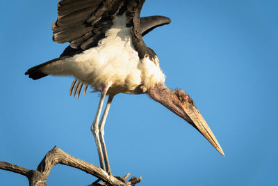 Close-up of marabou stork crouching on branch