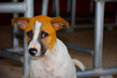 Close-up portrait of dog