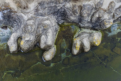 Close-up of turtle on rock