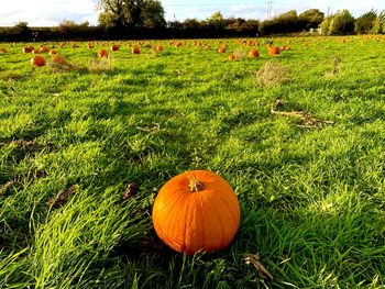 pumpkin
