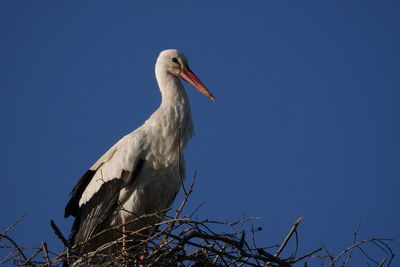 Low angle view of bird perching against clear blue sky