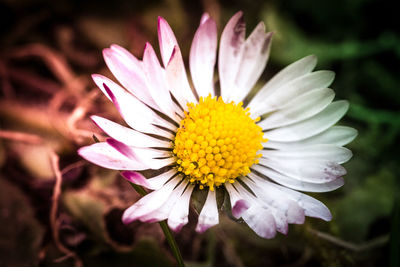 Close-up of yellow flower blooming outdoors