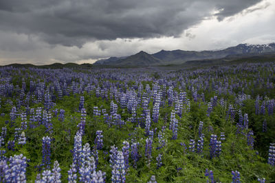 Purple flowers growing in field