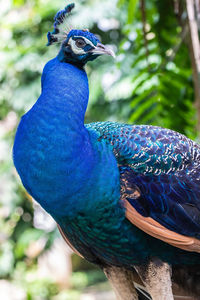 Close-up of peacock