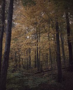 View of trees in forest