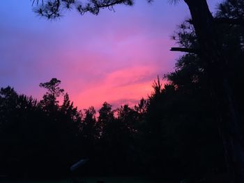 Silhouette of trees at sunset