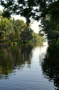 Reflection of trees in lake