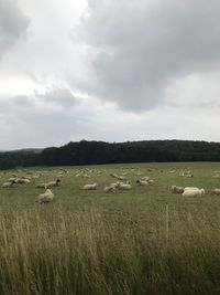 Scenic view of field against sky