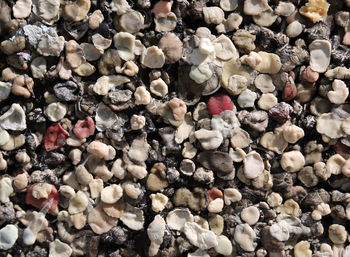 Incredible background of a lot of chewed chewing gum attached to each other