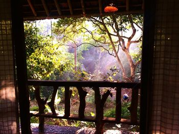 Trees seen through window