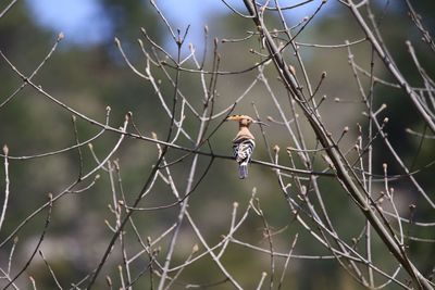 Close-up of bird on branch