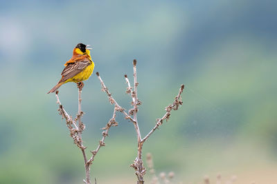 Close-up of bird perching on branch