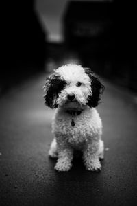 Close-up portrait of stuffed toy
