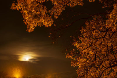 Scenic view of tree against sky at night