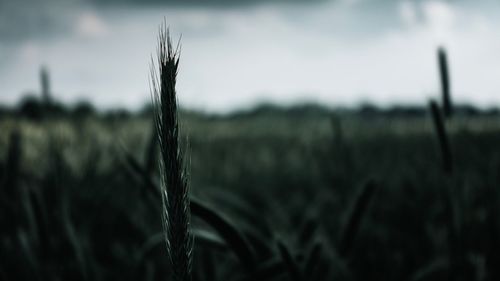 Close-up of stalks in field against sky