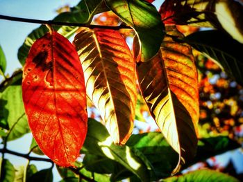 Close-up of autumnal leaves