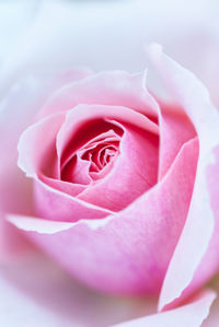 Close-up of pink rose