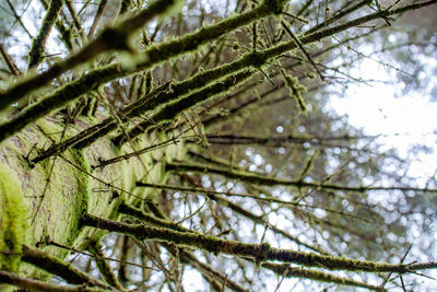 Low angle view of tree in forest