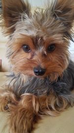 Close-up portrait of dog relaxing at home