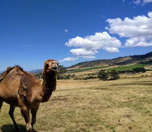 View of a camel on field