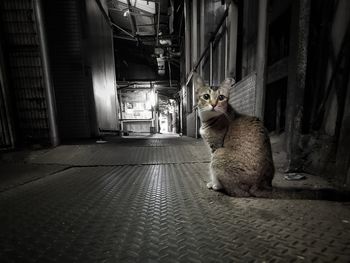 Cat sitting on floor in room