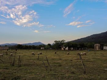 Cows grazing on field against sky