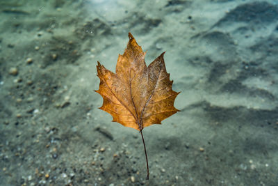 Close-up of dry leaf on autumn leaves