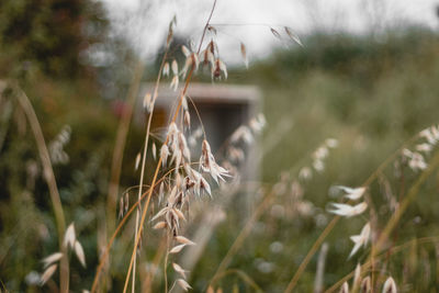 Close-up of wheat growing on field