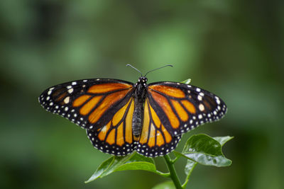 Butterfly pollinating flower